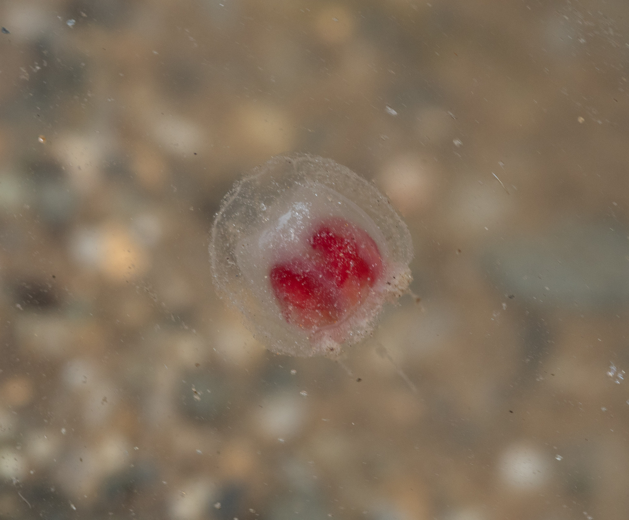 Turritopsis rubra (Farquhar, 1895)