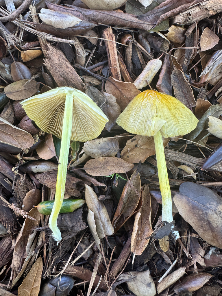Bolbitius titubans · January 2026 · photo: © catslovetofindplants (iNaturalist, cc0)