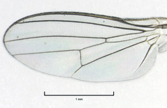 Protopiophila australis