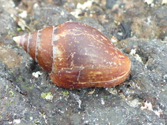 Columbella