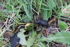 Scotobius pilularius