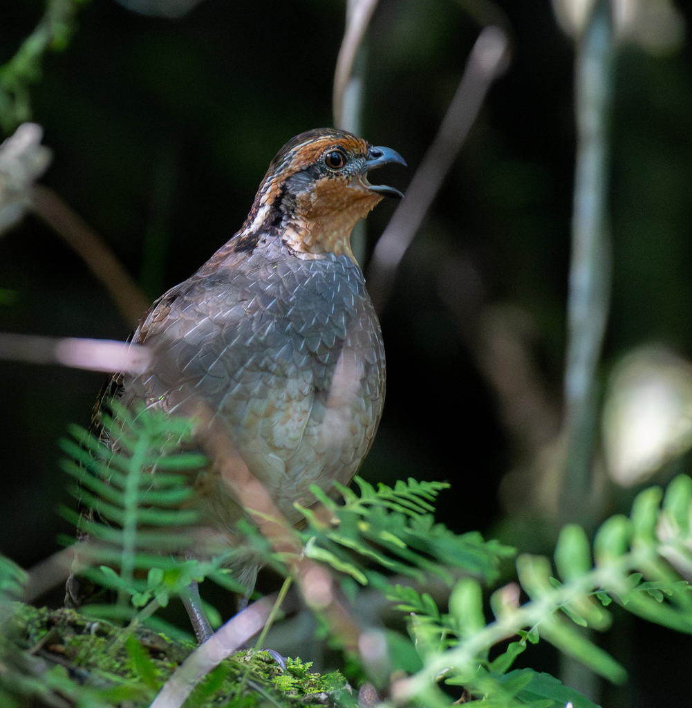 Singing quails