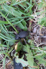 Scotobius pilularius