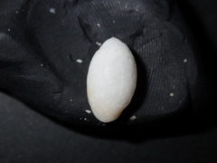 Acteonidae