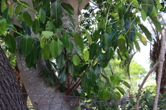 Ficus elastica