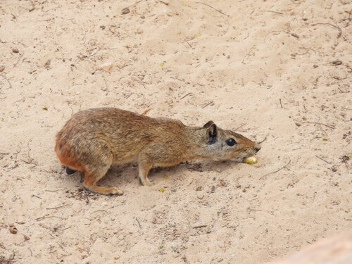 Rock Cavy