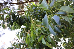 Ficus elastica