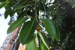 Ficus elastica