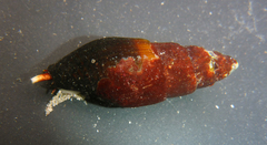 Atrimitra idae