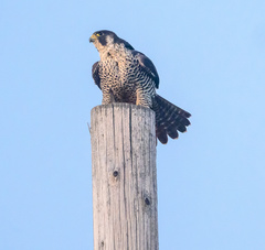 Falco peregrinus pealei