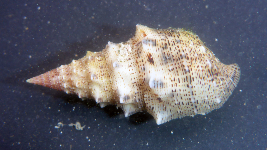 Cerithium maculosum
