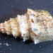 Cerithium maculosum - Photo (c) Robin Gwen Agarwal, some rights reserved (CC BY-NC), uploaded by Robin Gwen Agarwal