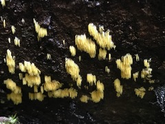 Mucronella flava