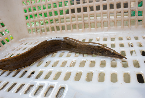 Tire Track Eel