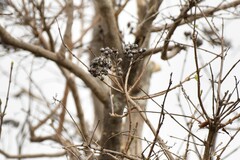 African quinine (Crossopteryx febrifuga)
