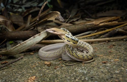Oriental Whipsnake