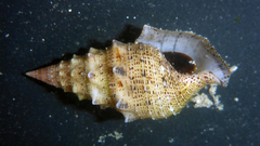 Cerithium maculosum