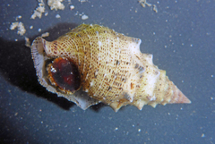 Cerithium maculosum