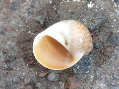 Notocochlis chemnitzii