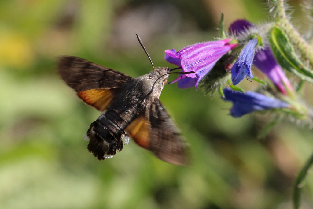 Macroglossine Sphinx Moths