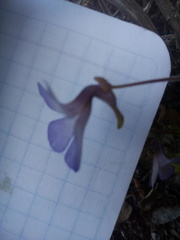 Pinguicula mirandae