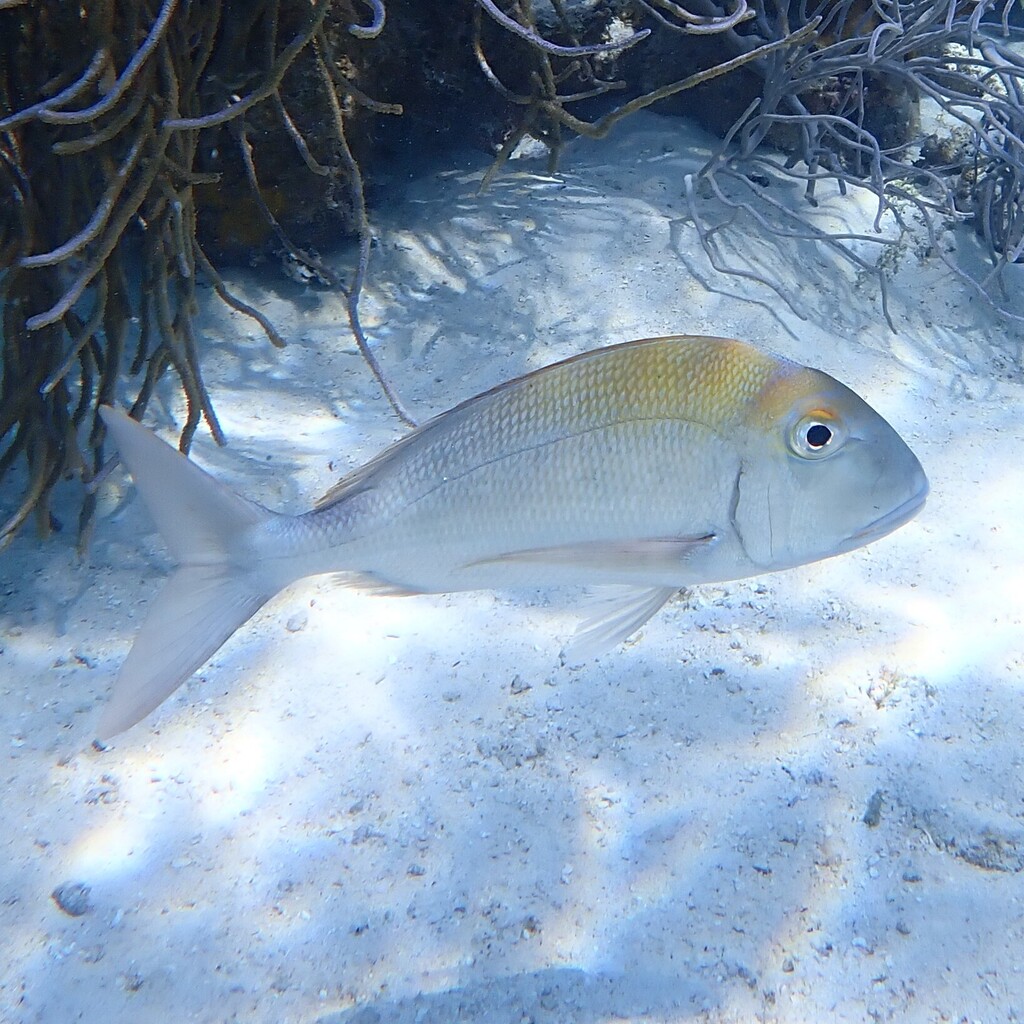 Pluma Porgy
