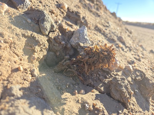 Manyflower Broomrape (Aphyllon multiflorum)
