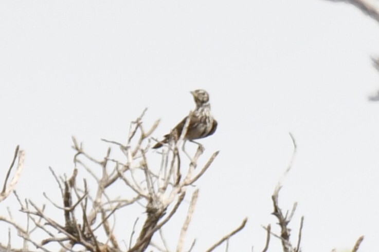 Rufous-rumped Lark (Pinarocorys erythropygia), photo 6
