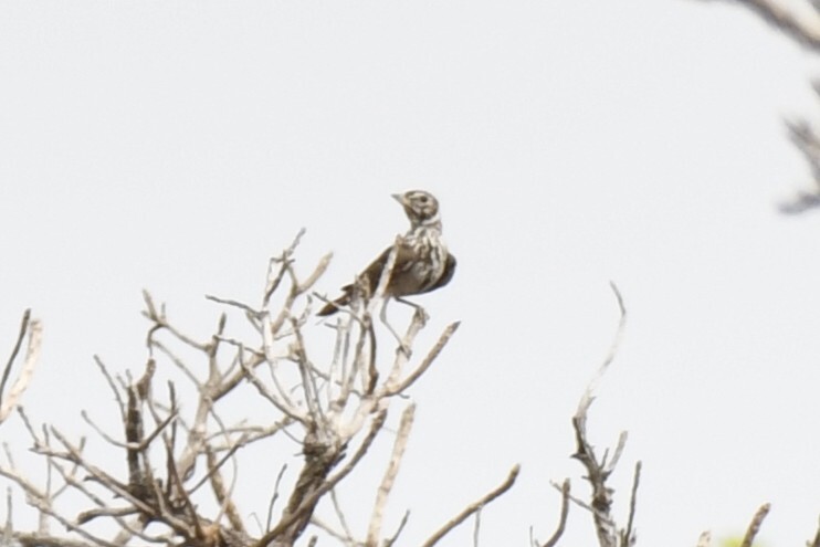 Rufous-rumped Lark (Pinarocorys erythropygia), photo 7