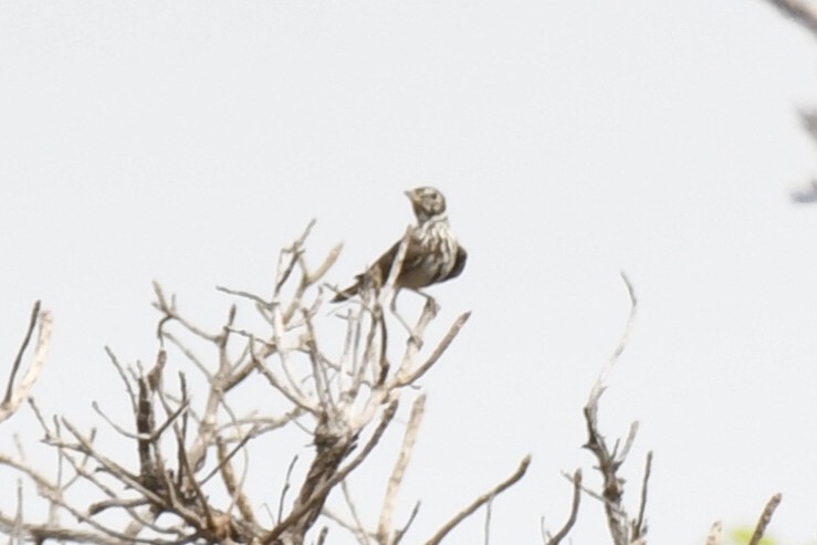 Rufous-rumped Lark (Pinarocorys erythropygia), photo 5
