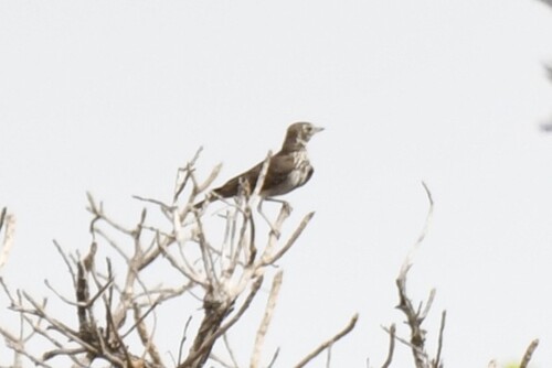 Rufous-rumped Lark (Pinarocorys erythropygia), photo 4