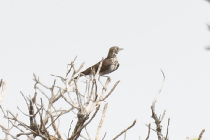 Rufous-rumped Lark (Pinarocorys erythropygia), photo 4