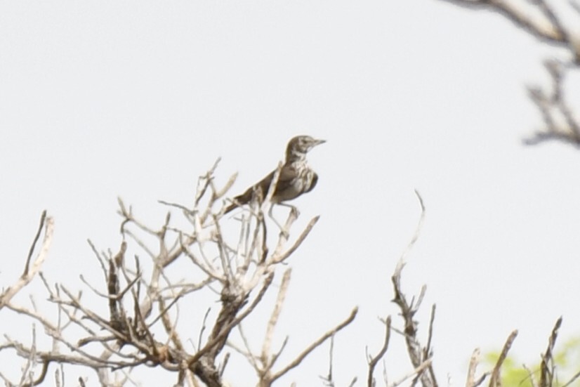 Rufous-rumped Lark (Pinarocorys erythropygia), photo 3