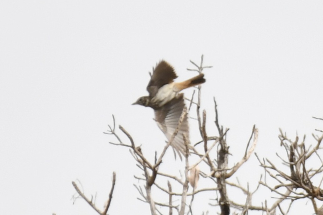 Rufous-rumped Lark (Pinarocorys erythropygia), photo 2