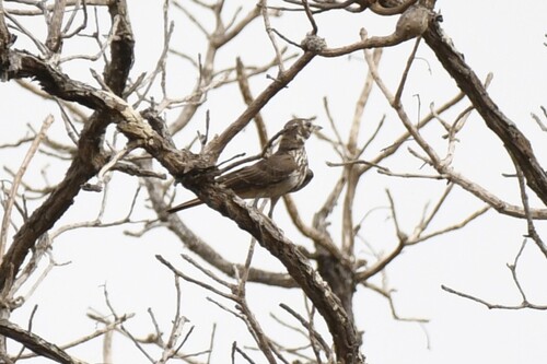 Rufous-rumped Lark (Pinarocorys erythropygia)