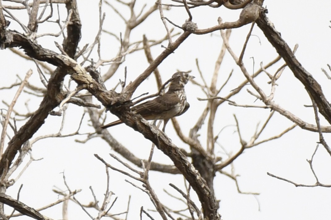 Rufous-rumped Lark (Pinarocorys erythropygia), photo 1