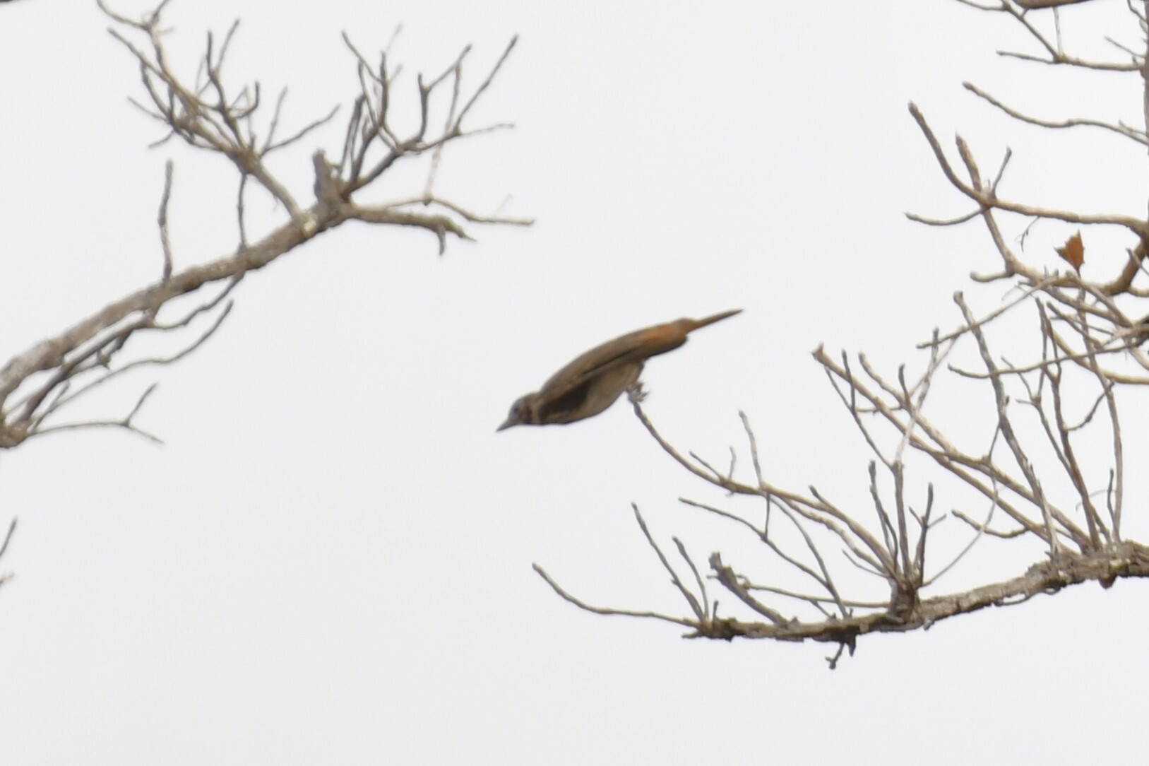 Rufous-rumped Lark (Pinarocorys erythropygia), photo 8