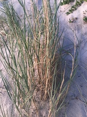Panicum racemosum