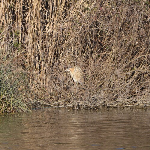 Eurasian Bittern (Botaurus stellaris), photo 2
