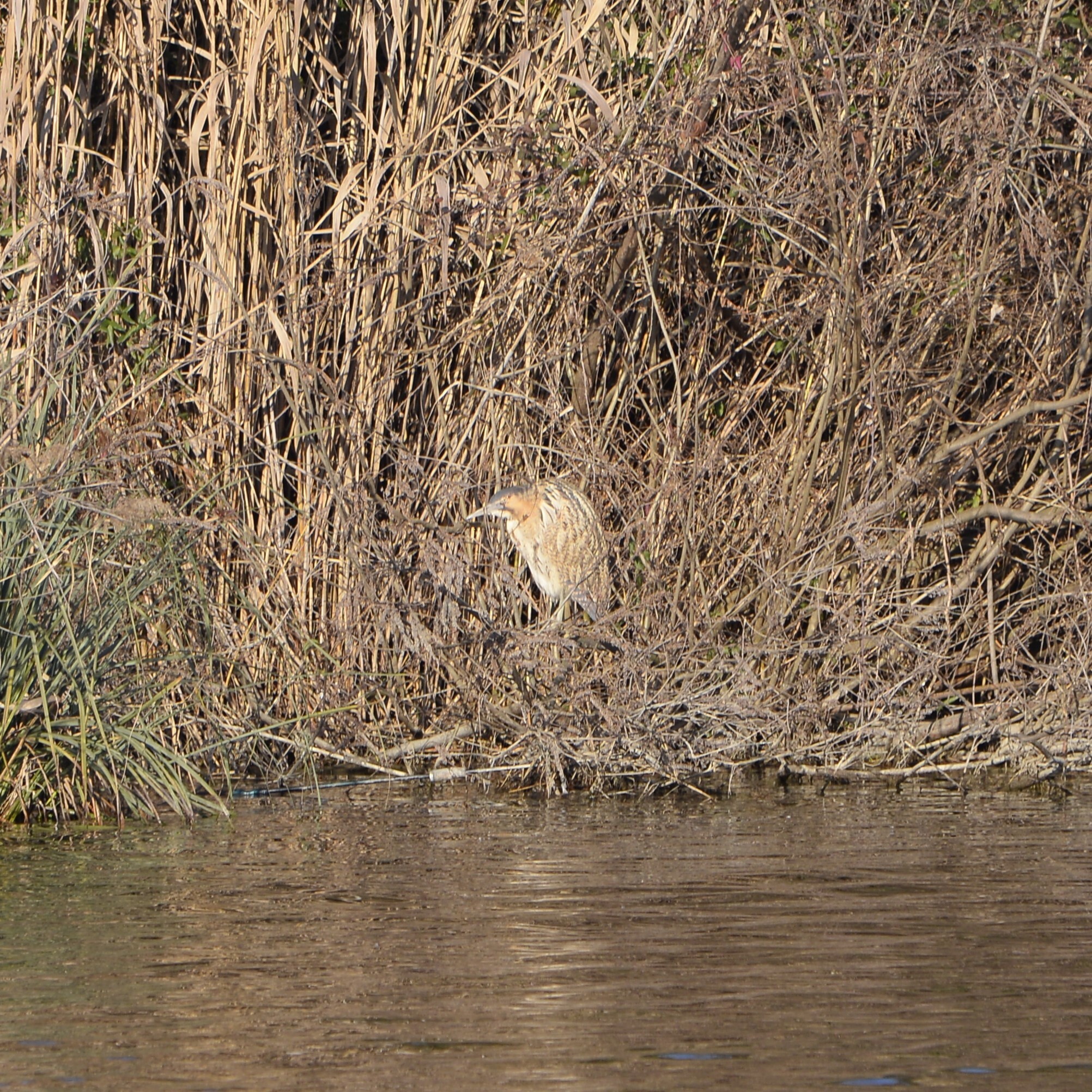 Eurasian Bittern (Botaurus stellaris), photo 2