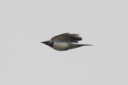 White-breasted Cuckooshrike (Ceblepyris pectoralis), photo 5