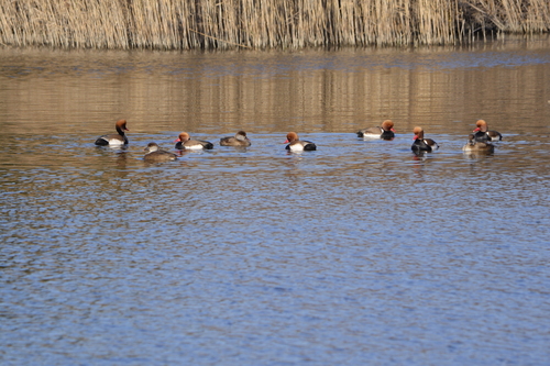 Red-crested Pochard (Netta rufina), photo 5