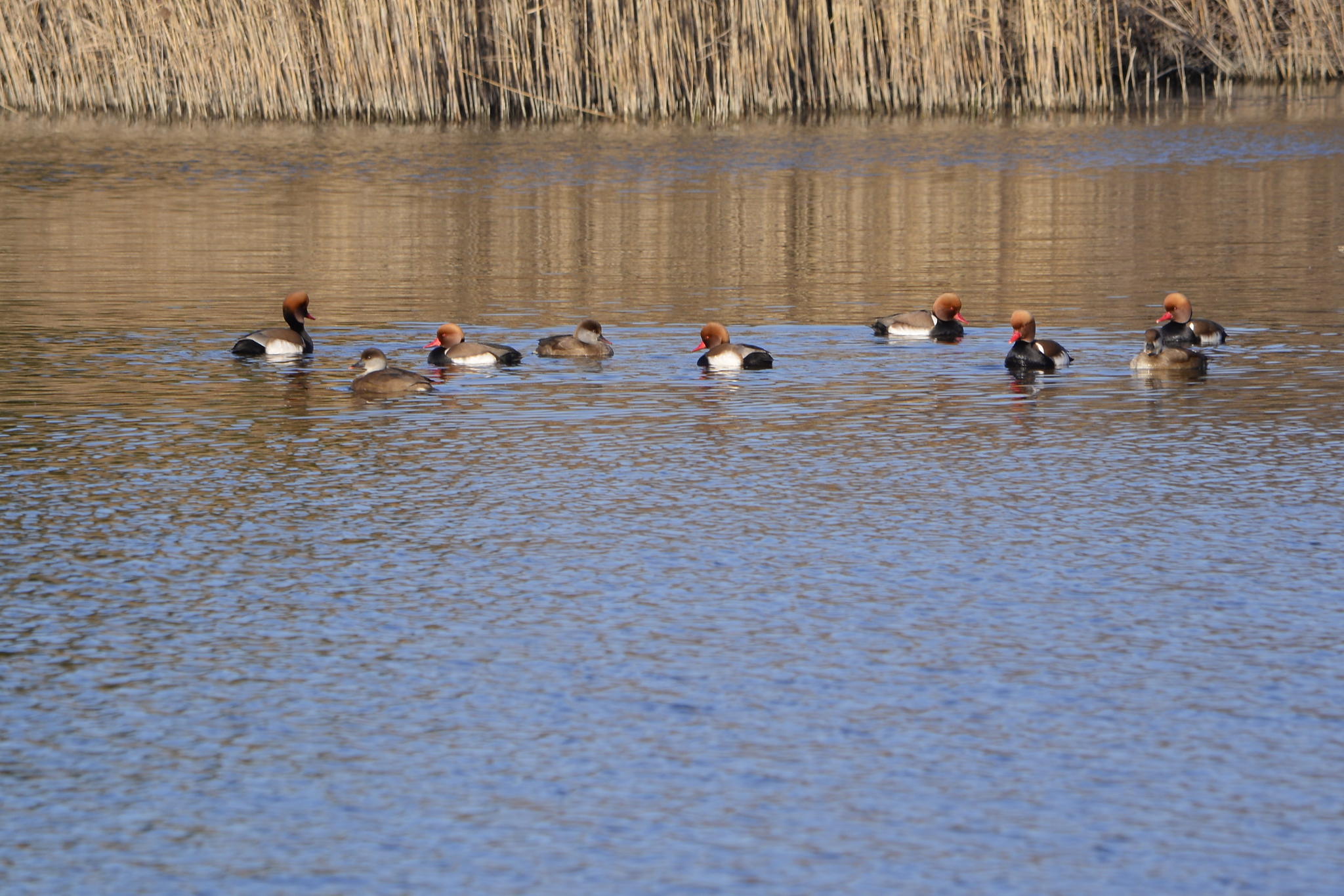 Red-crested Pochard (Netta rufina), photo 5