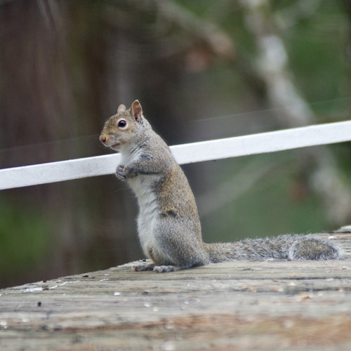 Eastern Gray Squirrel photographed in Arkansas