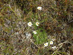 Chrysanthemum integrifolium