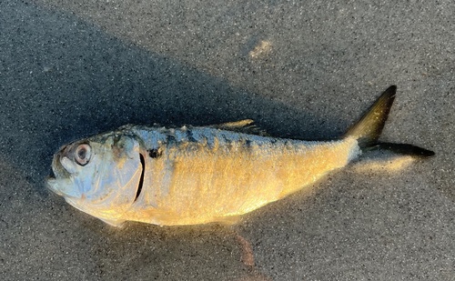 Atlantic menhaden (Brevoortia tyrannus) — Clupeidae