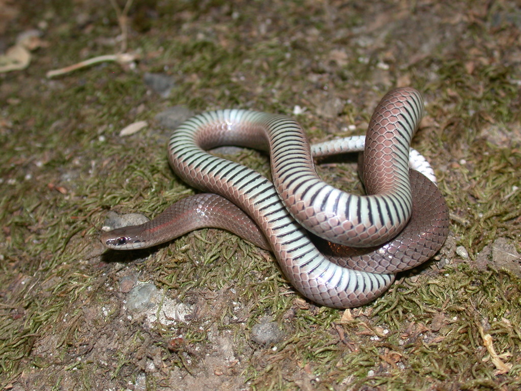 Forest Sharp-Tailed Snake