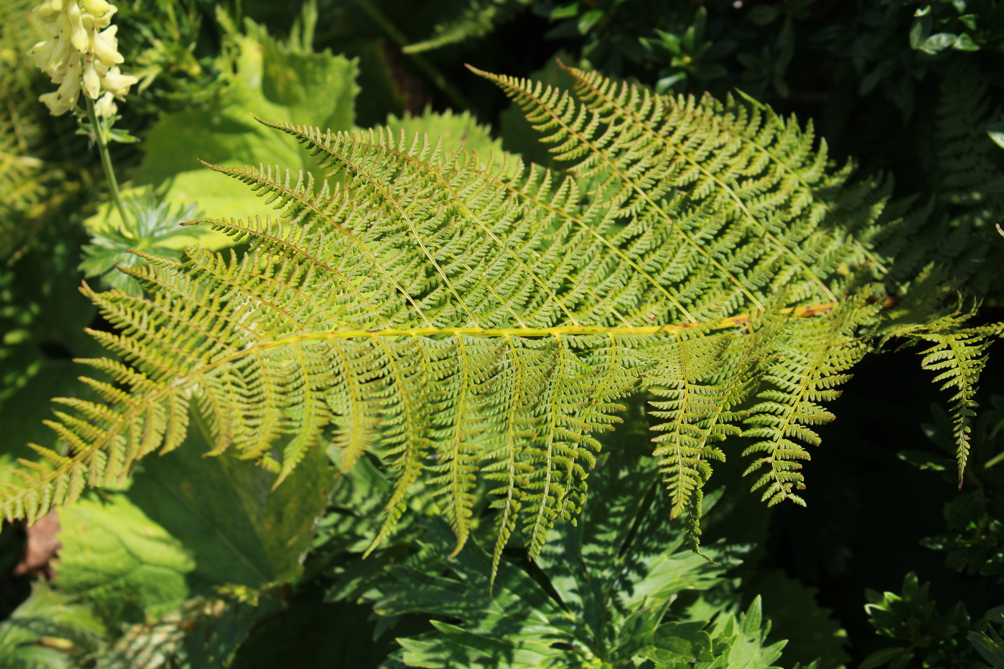 Alpine Lady-Fern (Athyrium distentifolium)