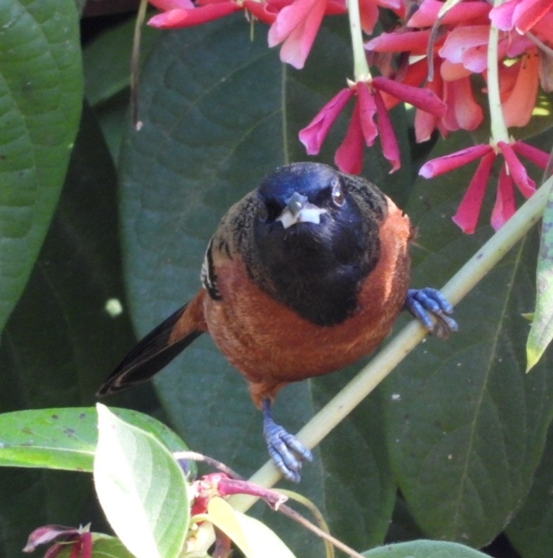 Orchard Oriole (Icterus spurius), photo 3