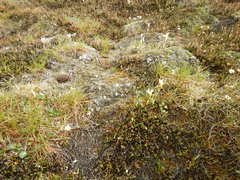Cassiope tetragona tetragona